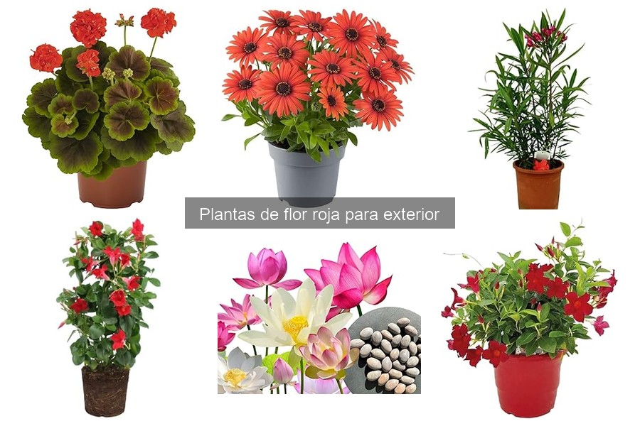 Diferencias entre plantas de flor roja anuales y perennes