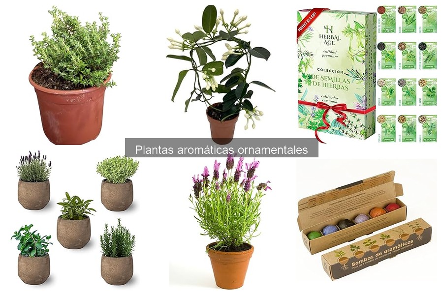 Diseña tu jardín con plantas aromáticas ornamentales