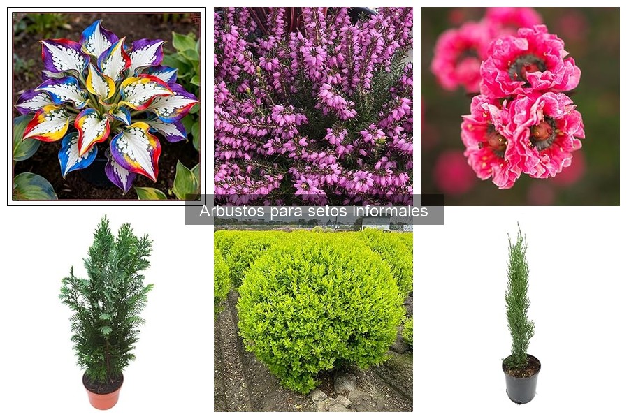 Diseña un seto informal con arbustos de diferentes alturas