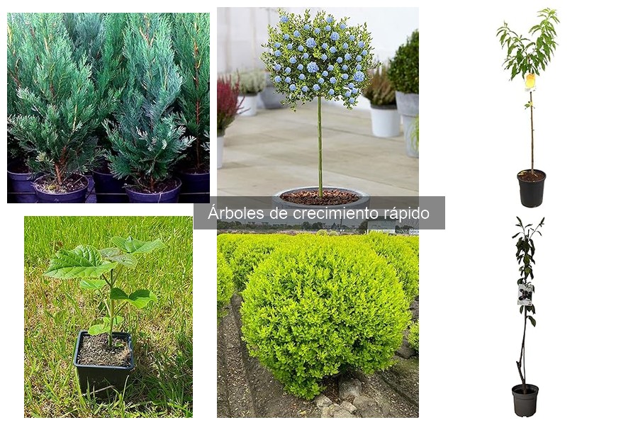 Dónde comprar árboles de crecimiento rápido: opciones y precios