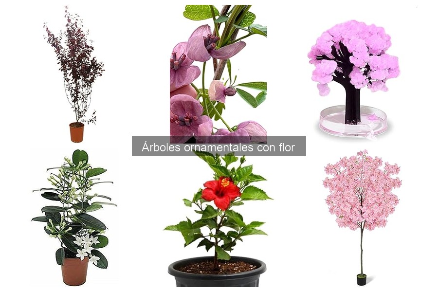 Dónde comprar árboles ornamentales con flor: mejores opciones