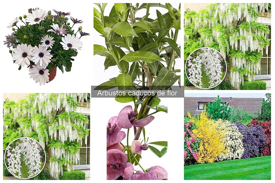 Dónde comprar arbustos caducos de flor: guía y opciones
