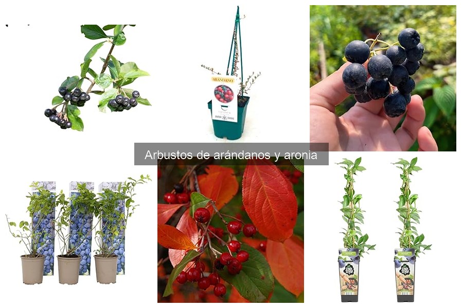 Donde comprar arbustos de aronia a buen precio