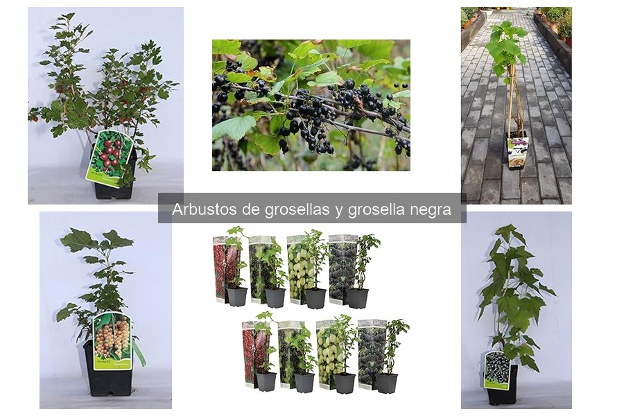Dónde comprar arbustos de grosellas: ofertas y tiendas
