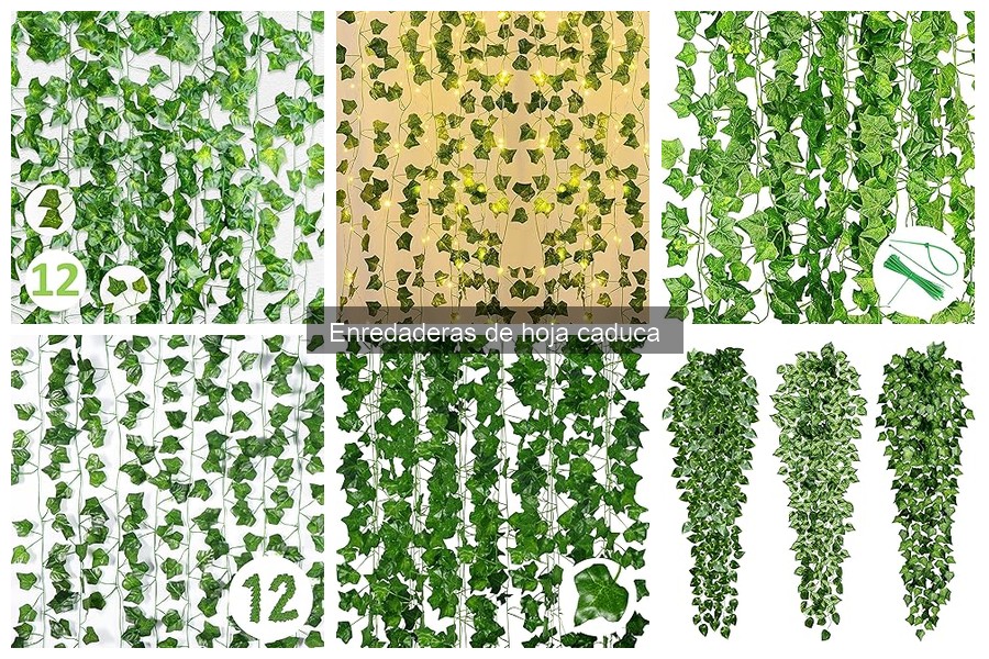 Dónde comprar enredaderas de hoja caduca económicas