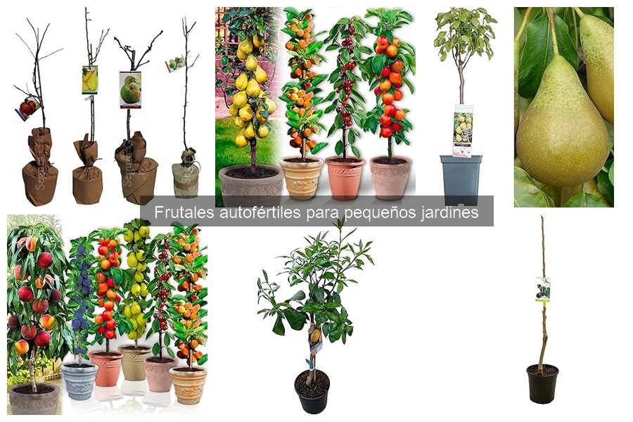 Dónde comprar frutales autofértiles para pequeños jardines