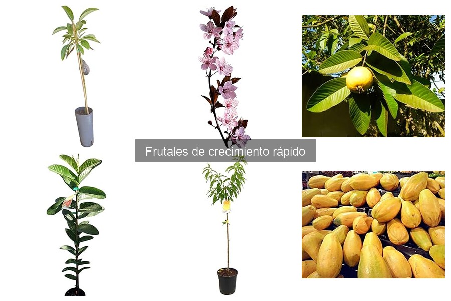 Dónde comprar frutales de crecimiento rápido de calidad