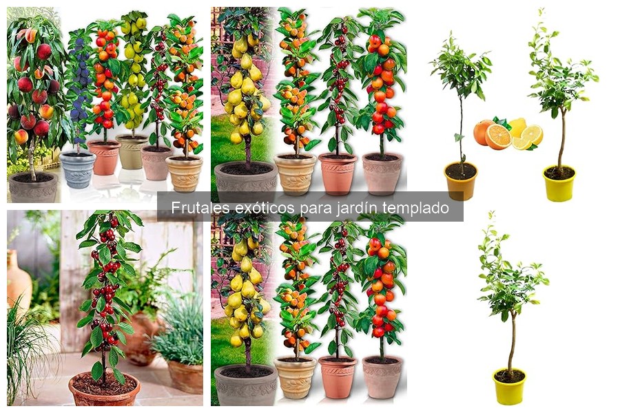 Dónde comprar frutales exóticos para jardín templado