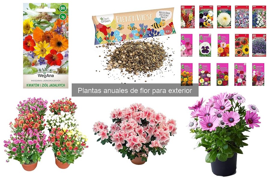 Dónde comprar plantas anuales de flor para tu jardín