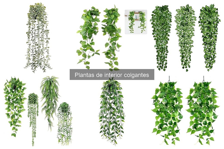 Dónde Comprar Plantas Colgantes de Calidad para Tu Hogar