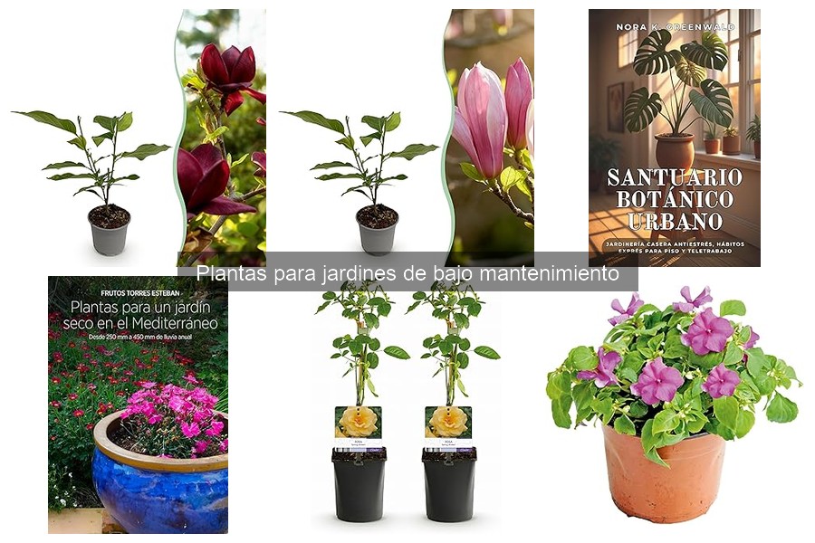 Dónde comprar plantas de bajo mantenimiento online