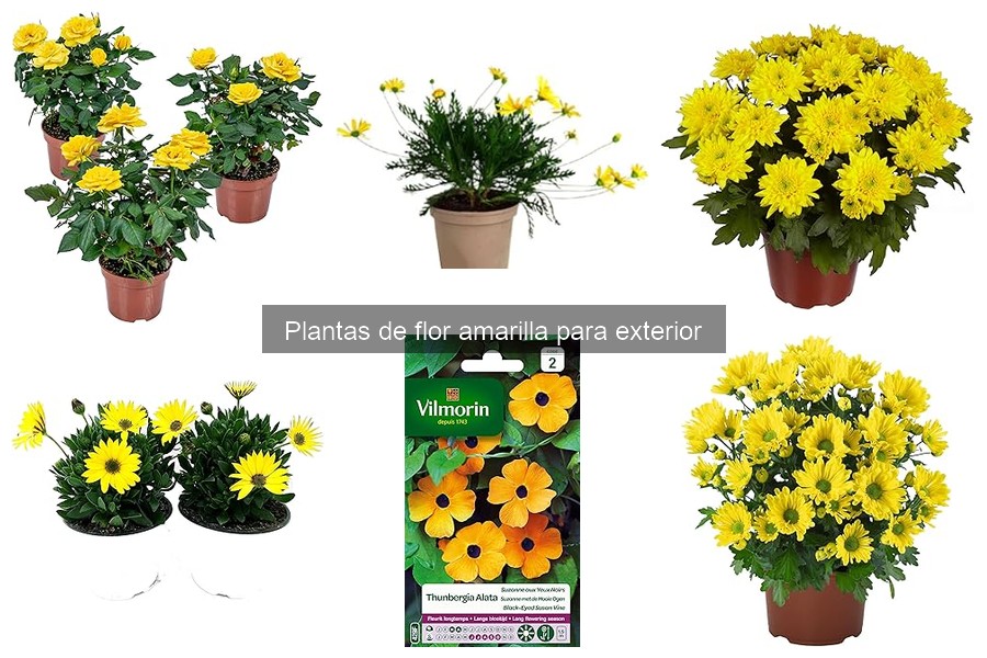 Dónde comprar plantas de flor amarilla en línea
