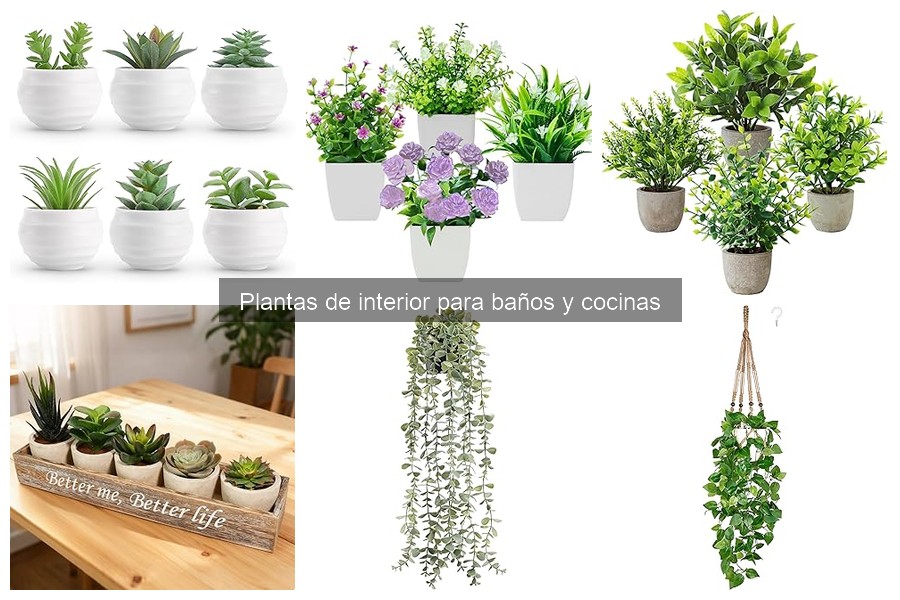 Dónde comprar plantas de interior a buen precio