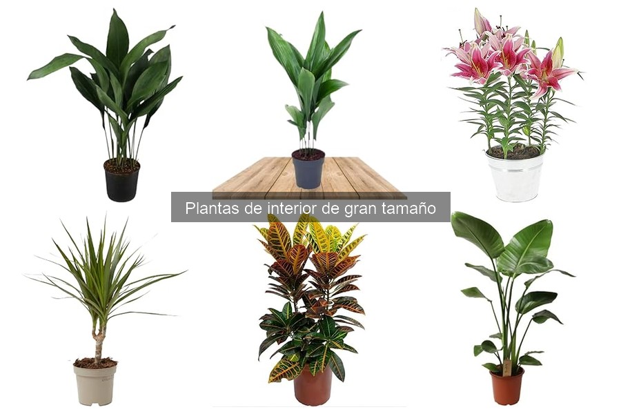 Dónde comprar plantas de interior de gran tamaño