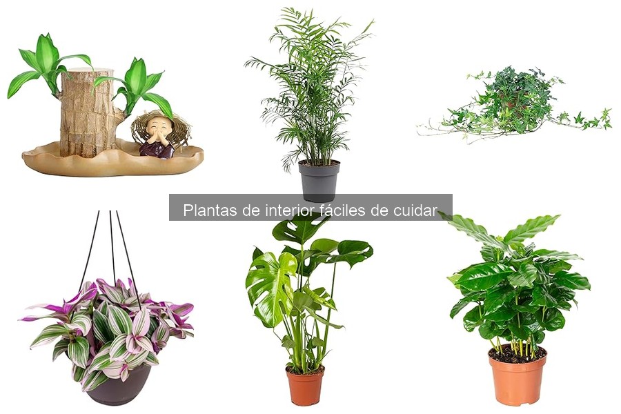 Dónde comprar plantas de interior online: guía y mejores opciones