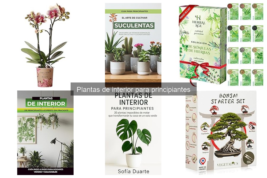 Dónde Comprar Plantas de Interior Online para Principiantes
