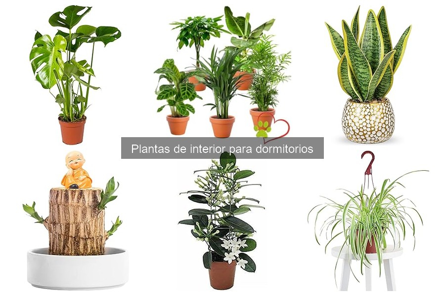 Dónde comprar plantas de interior para dormitorios fácilmente