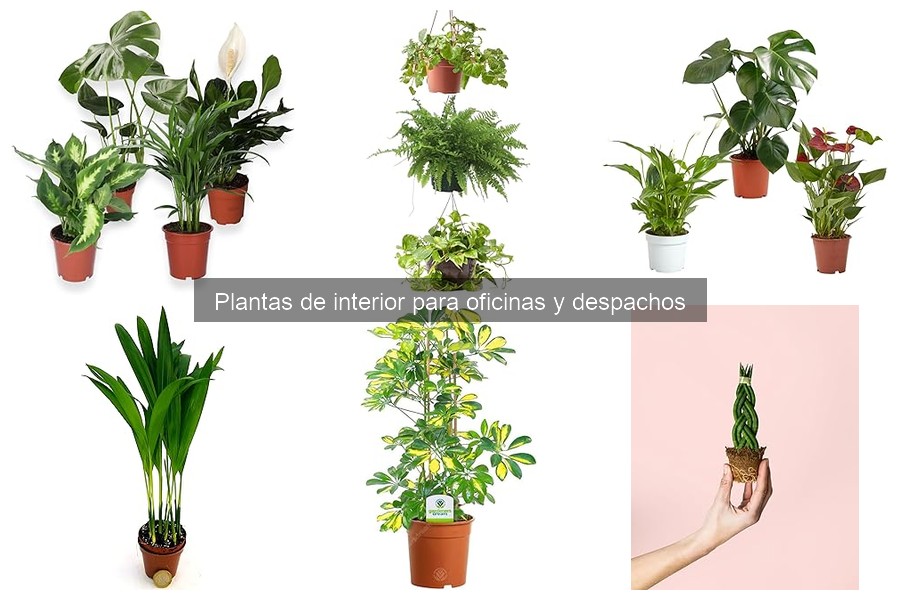 Dónde comprar plantas de interior para oficinas fácilmente