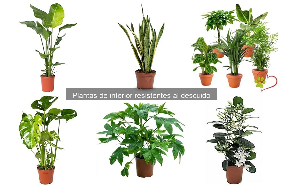 Dónde comprar plantas de interior resistentes al descuido