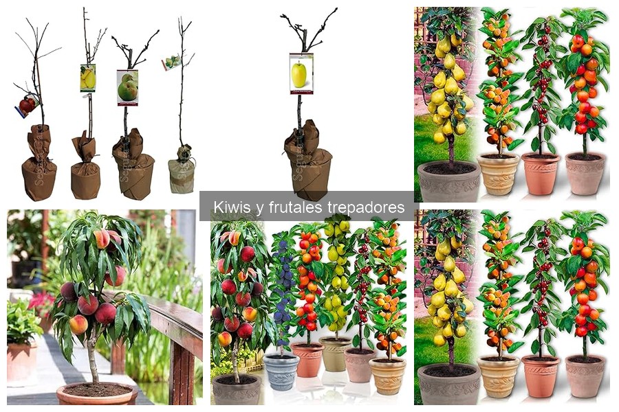 Dónde comprar plantas de kiwi online: Mejores opciones y tiendas
