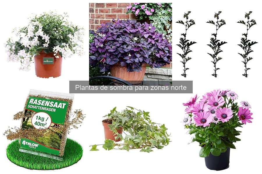 Dónde comprar plantas de sombra para zonas norte: guía completa