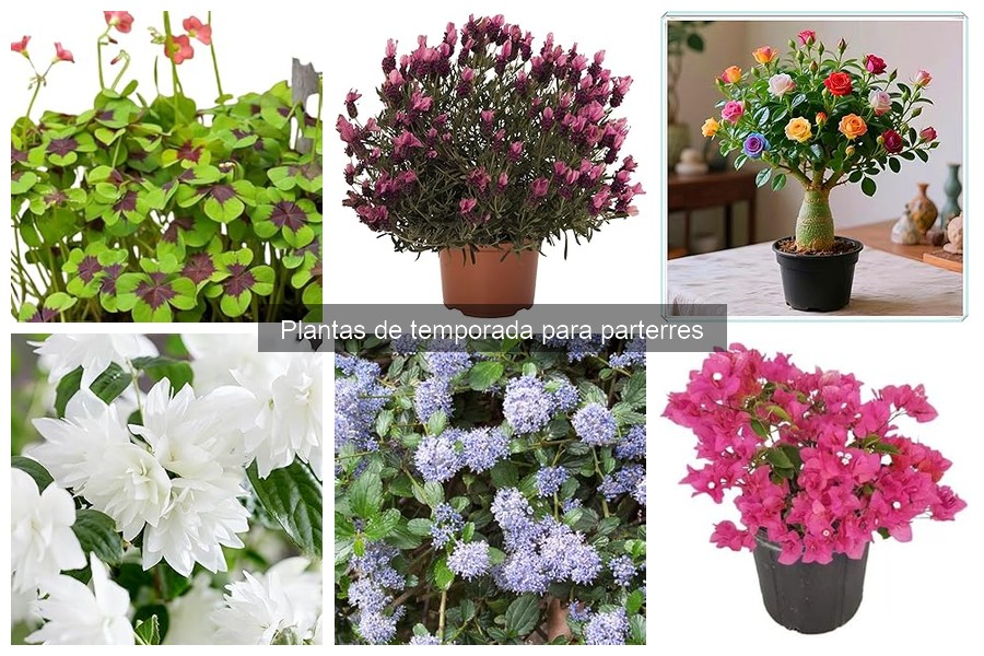 Dónde comprar plantas de temporada para parterres