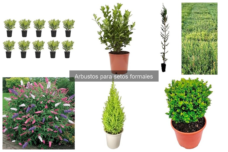 Durabilidad de Arbustos para Setos Formales: Guía Práctica