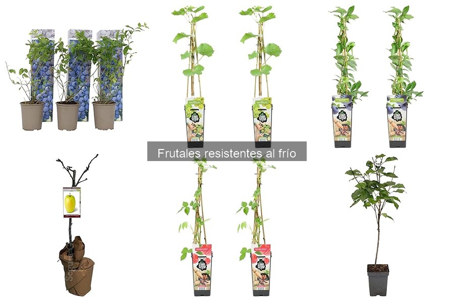Efecto del frío en la floración de frutales resistentes