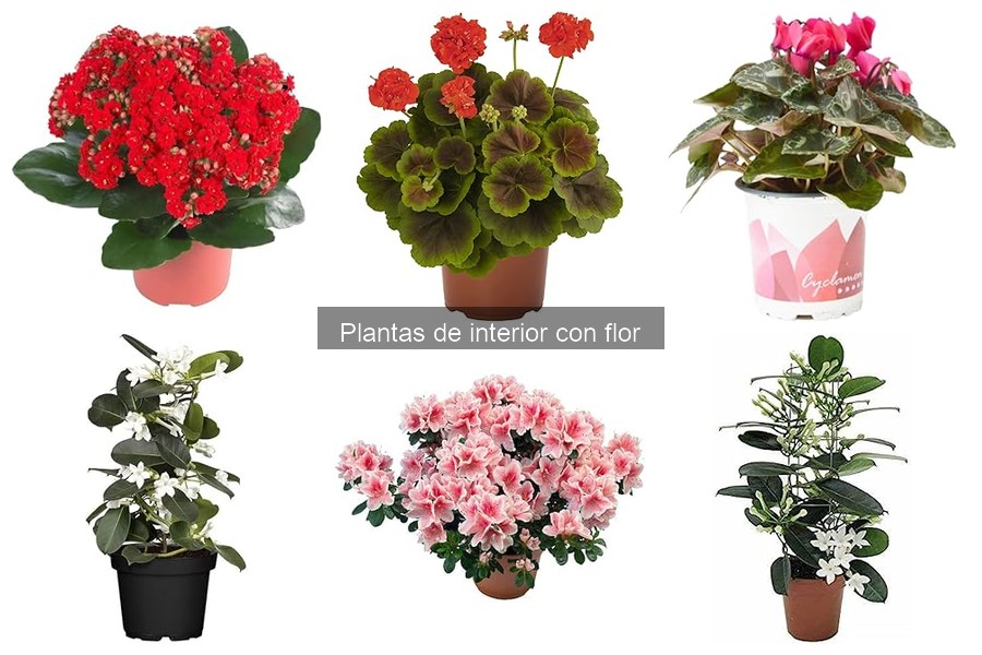 Efectos de la luz en plantas de interior con flor