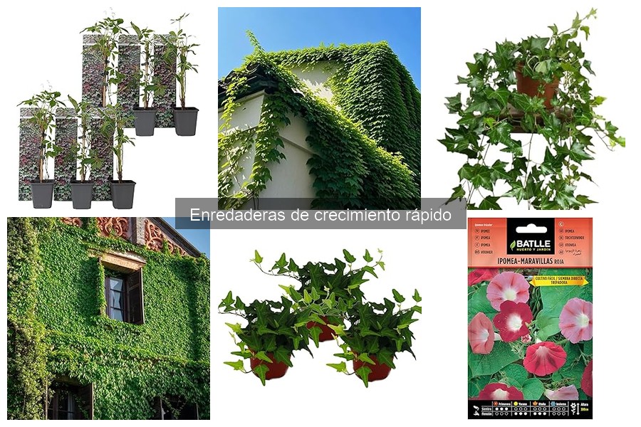 Efectos de las Enredaderas de Crecimiento Rápido en el Jardín