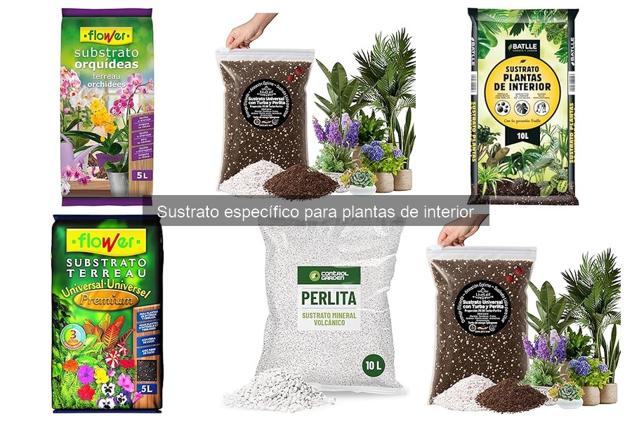 Efectos del sustrato inadecuado en plantas de interior