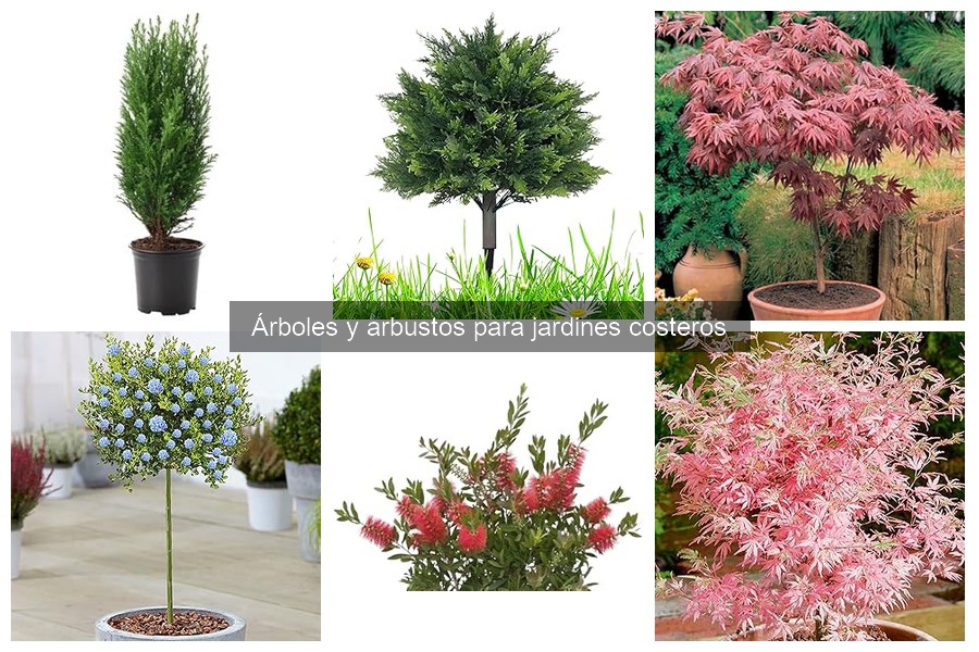 Efectos del viento salino en árboles y cómo mitigarlos