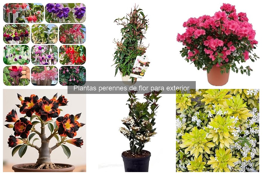 Efectos estacionales en plantas perennes de flor