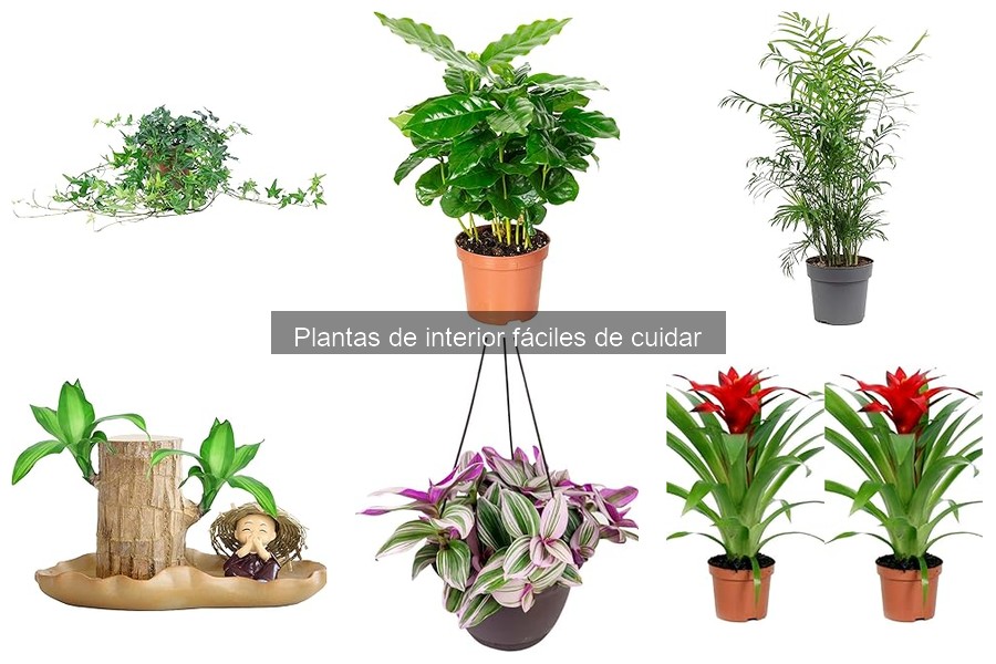 Elige la planta de interior perfecta para tu espacio