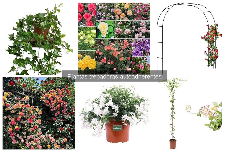 Enfermedades comunes de plantas trepadoras autoadherentes