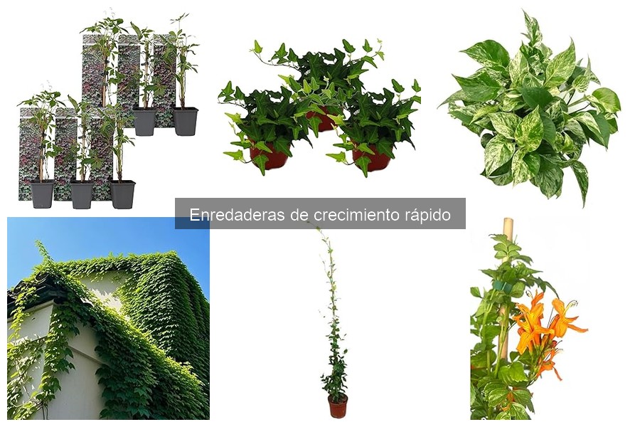 Enredaderas de Crecimiento Rápido: Características y Beneficios