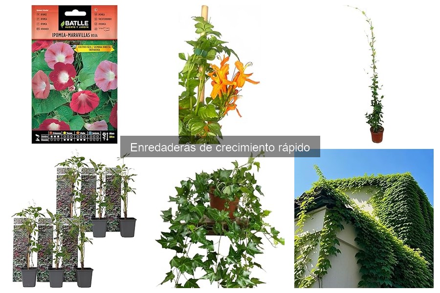 Enredaderas de crecimiento rápido resistentes a plagas