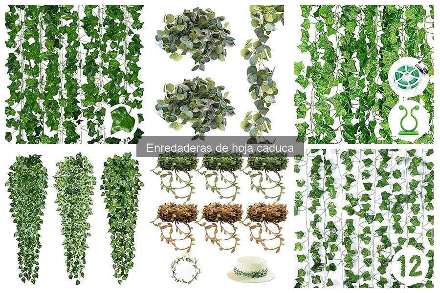 Enredaderas de Hoja Caduca: Características y Usos en Jardinería
