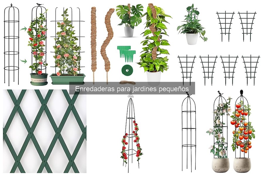 Enredaderas para jardines pequeños: Beneficios y características