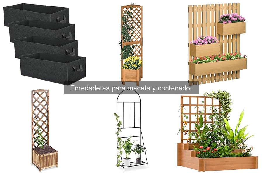 Enredaderas para Maceta: Características y Usos en Jardinería