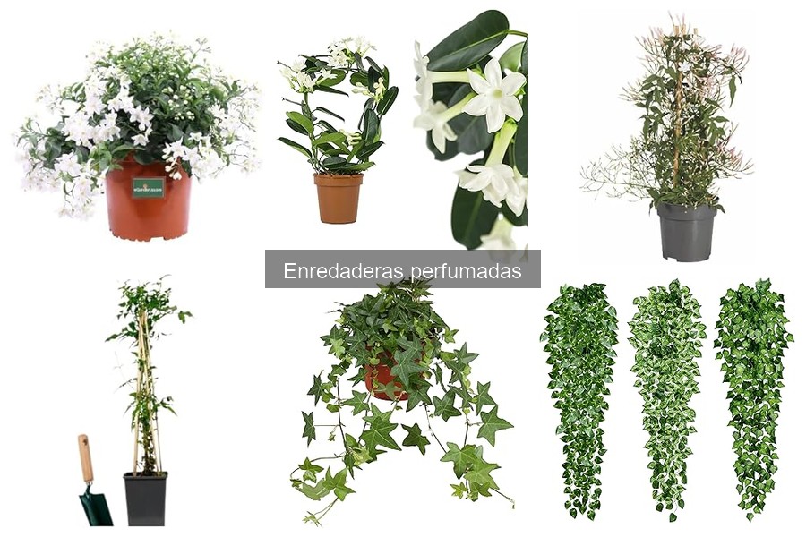 Enredaderas perfumadas fáciles para jardineros principiantes