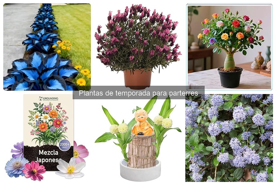 Errores al plantar en parterres y cómo solucionarlos