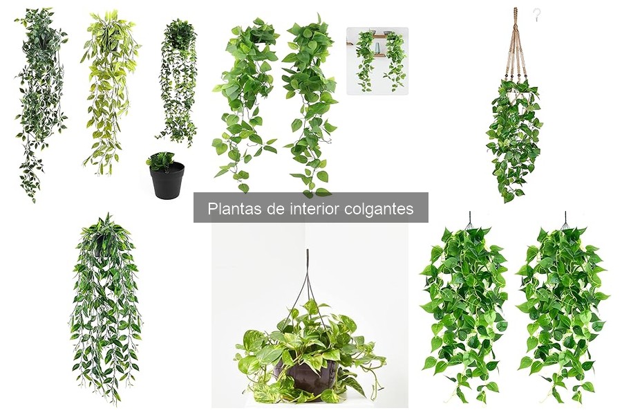 Errores comunes al colgar plantas de interior