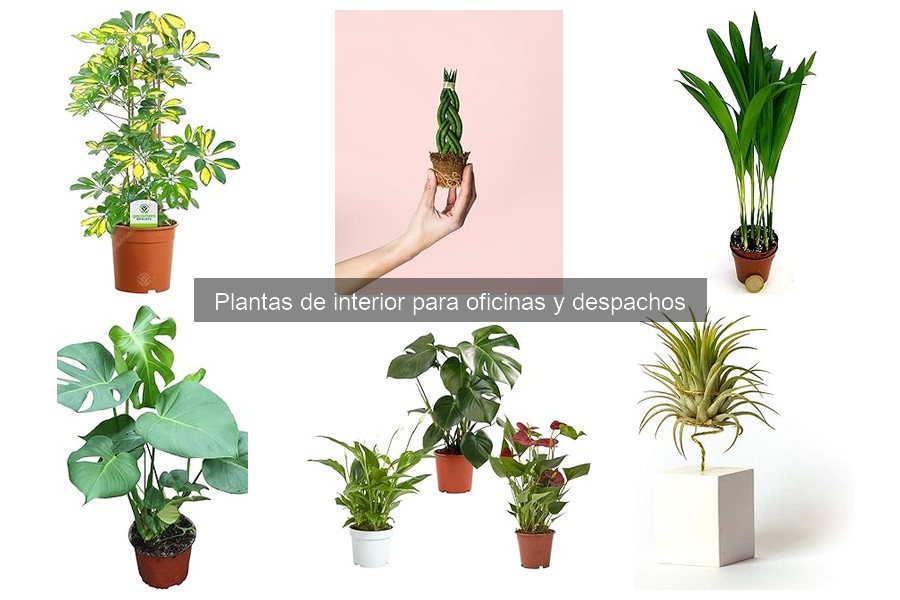 Errores comunes al cuidar plantas de interior en oficinas