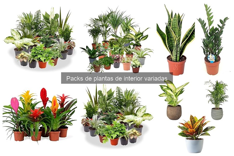 Errores comunes al cuidar plantas de interior y sus soluciones