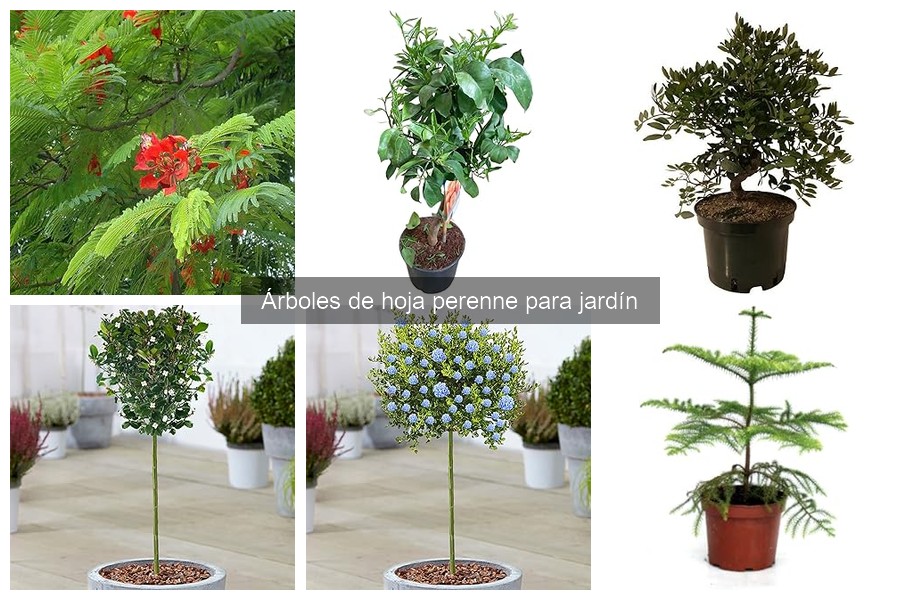 Errores Comunes al Cultivar Árboles de Hoja Perenne