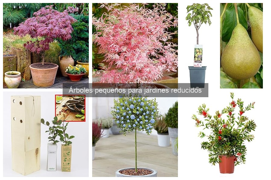 Errores comunes al cultivar árboles pequeños en jardines reducidos