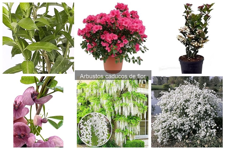 Errores comunes al cultivar arbustos caducos de flor