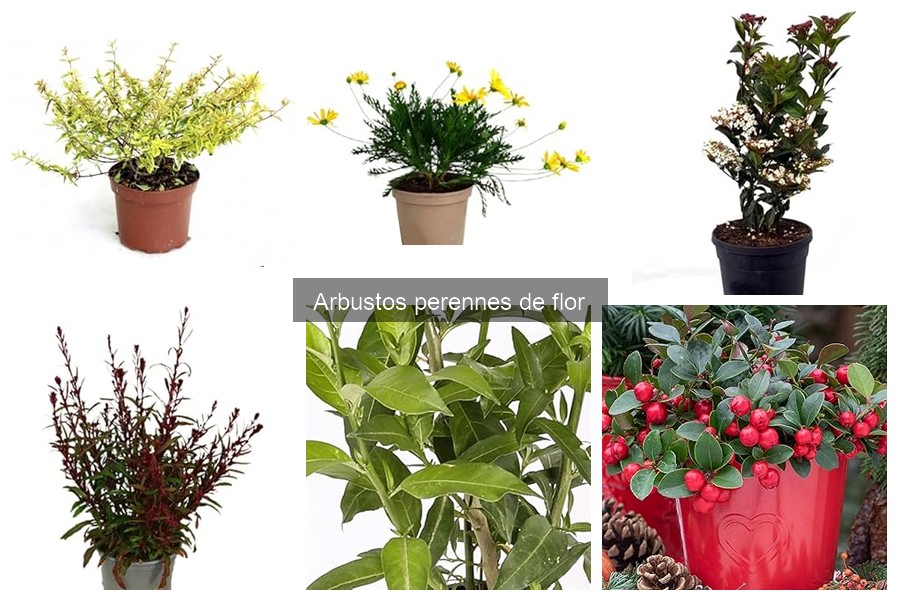 Errores comunes al cultivar arbustos perennes de flor