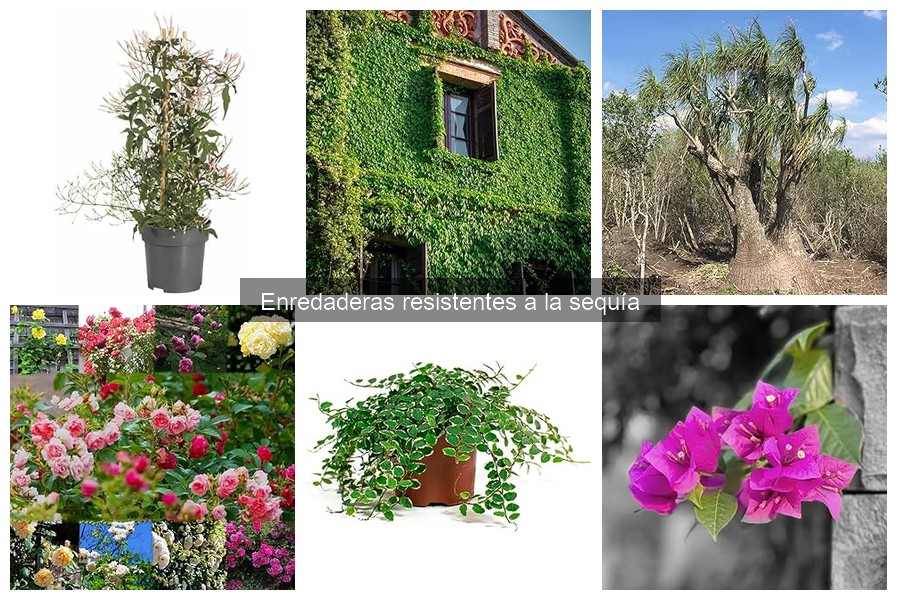 Errores comunes al cultivar enredaderas en climas secos